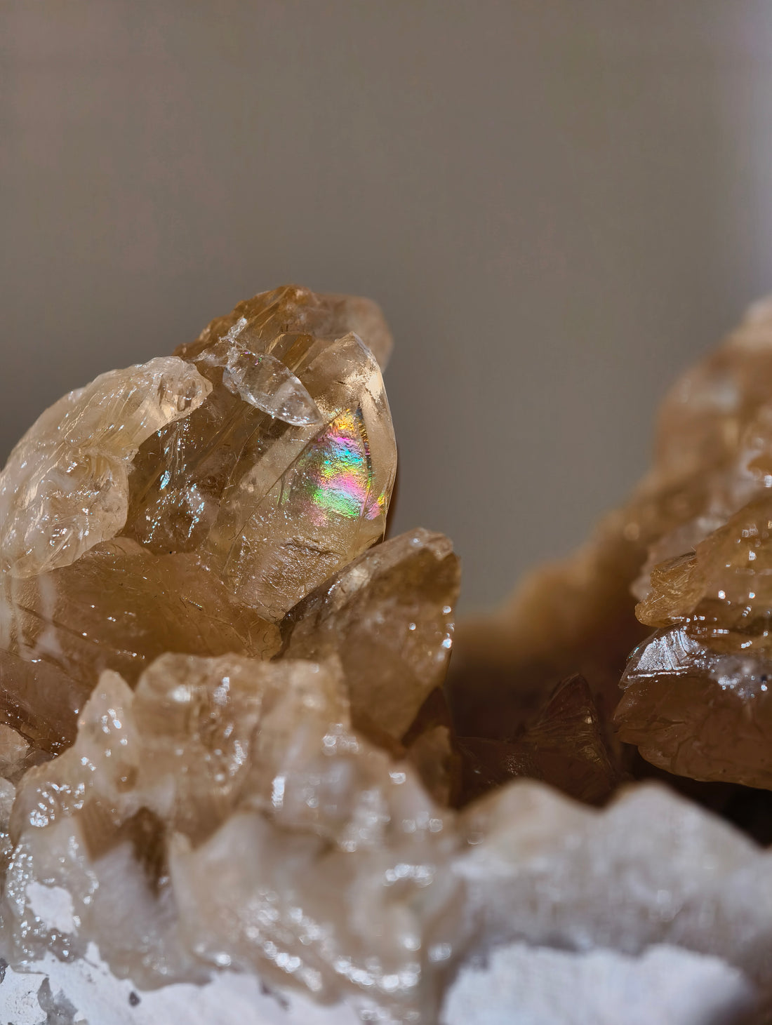 Große Kristallisierte Fossile Muschel mit Calcit aus Fort Drum, USA (UV Aktiv)