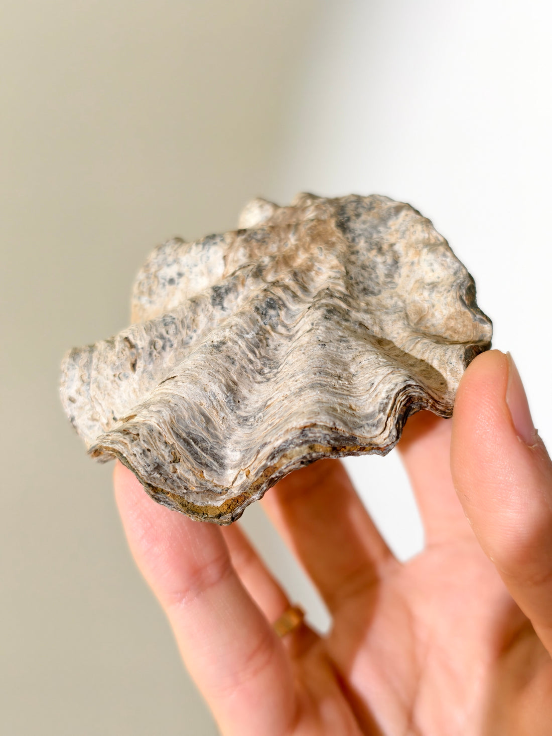 Fossile Riff-Auster Nicaisolopha nicasei aus Peru 77 Mio. Jahre