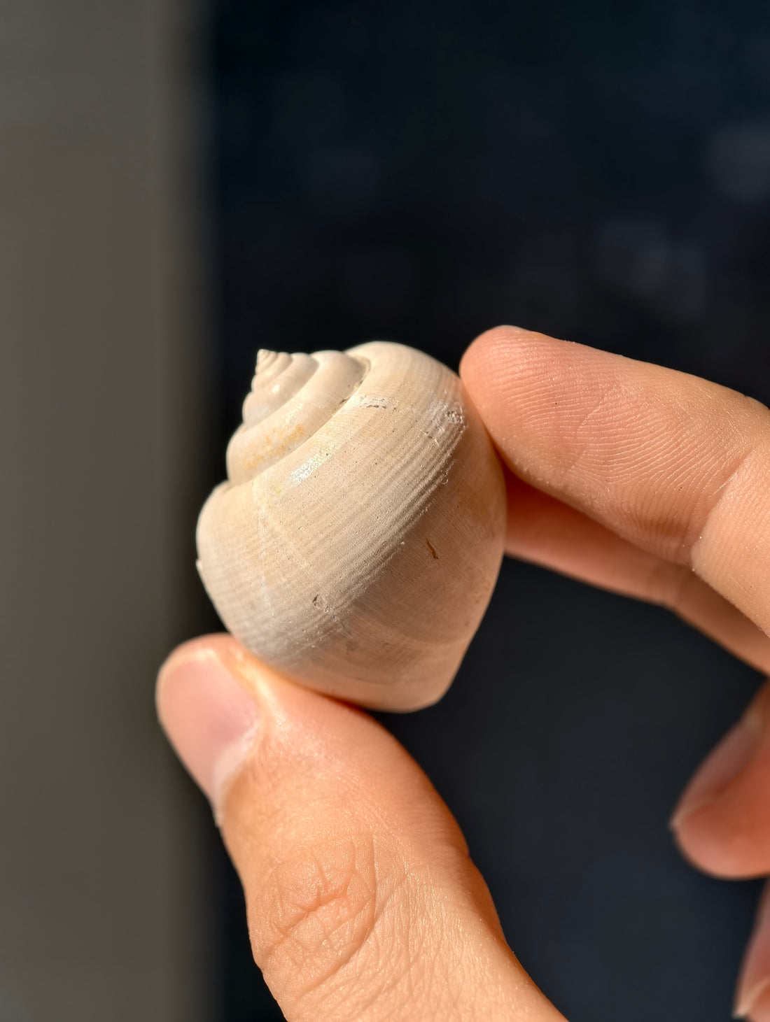 Fossile Meeresschnecke Natica angustata aus Frankreich 28 Mio. Jahre