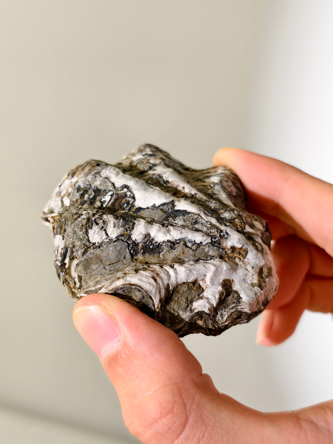 Fossile Riff-Auster Nicaisolopha nicasei aus Peru 77 Mio. Jahre