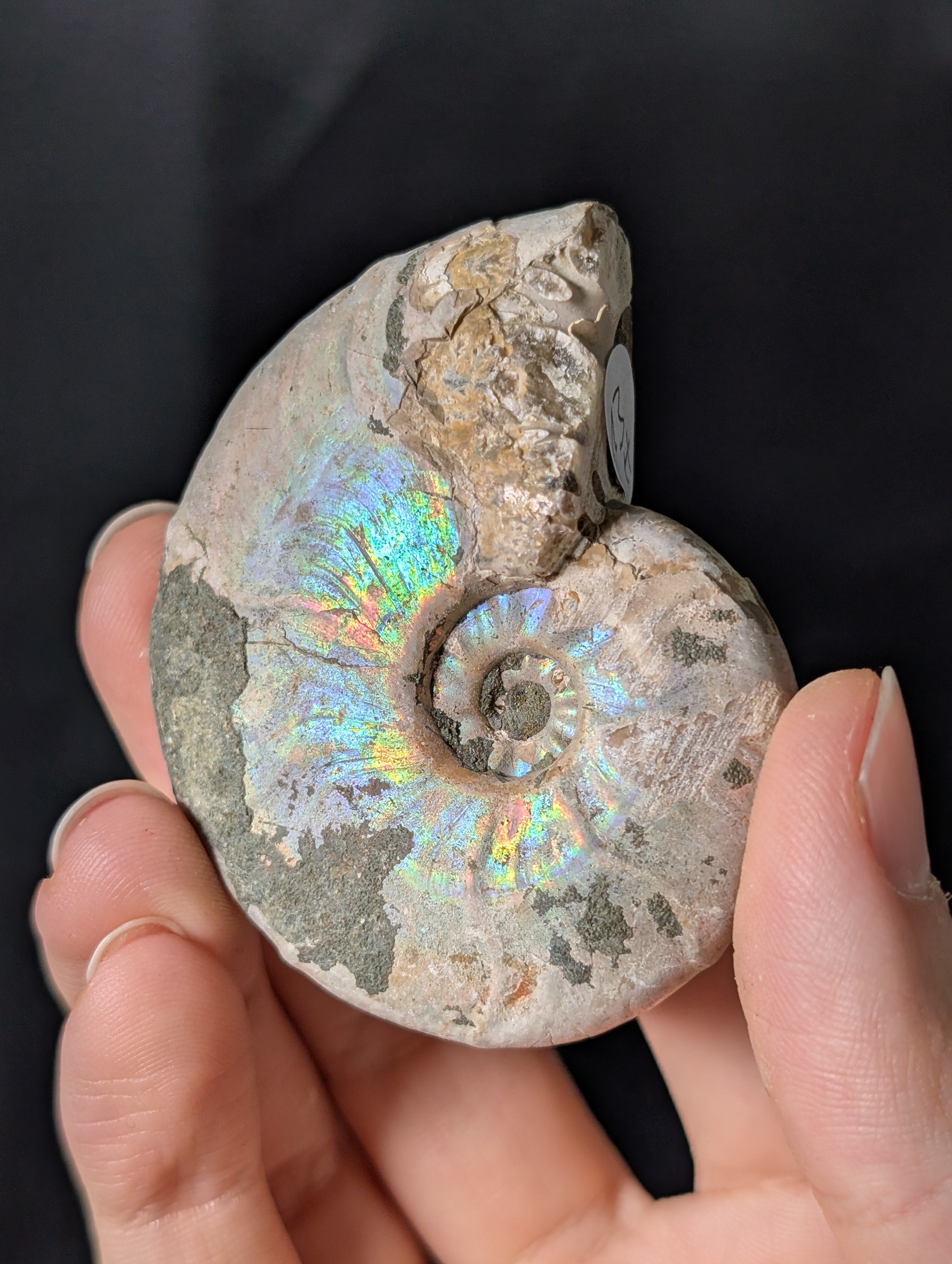 Stark irisierendes Regenbogen Ammoniten Fossil