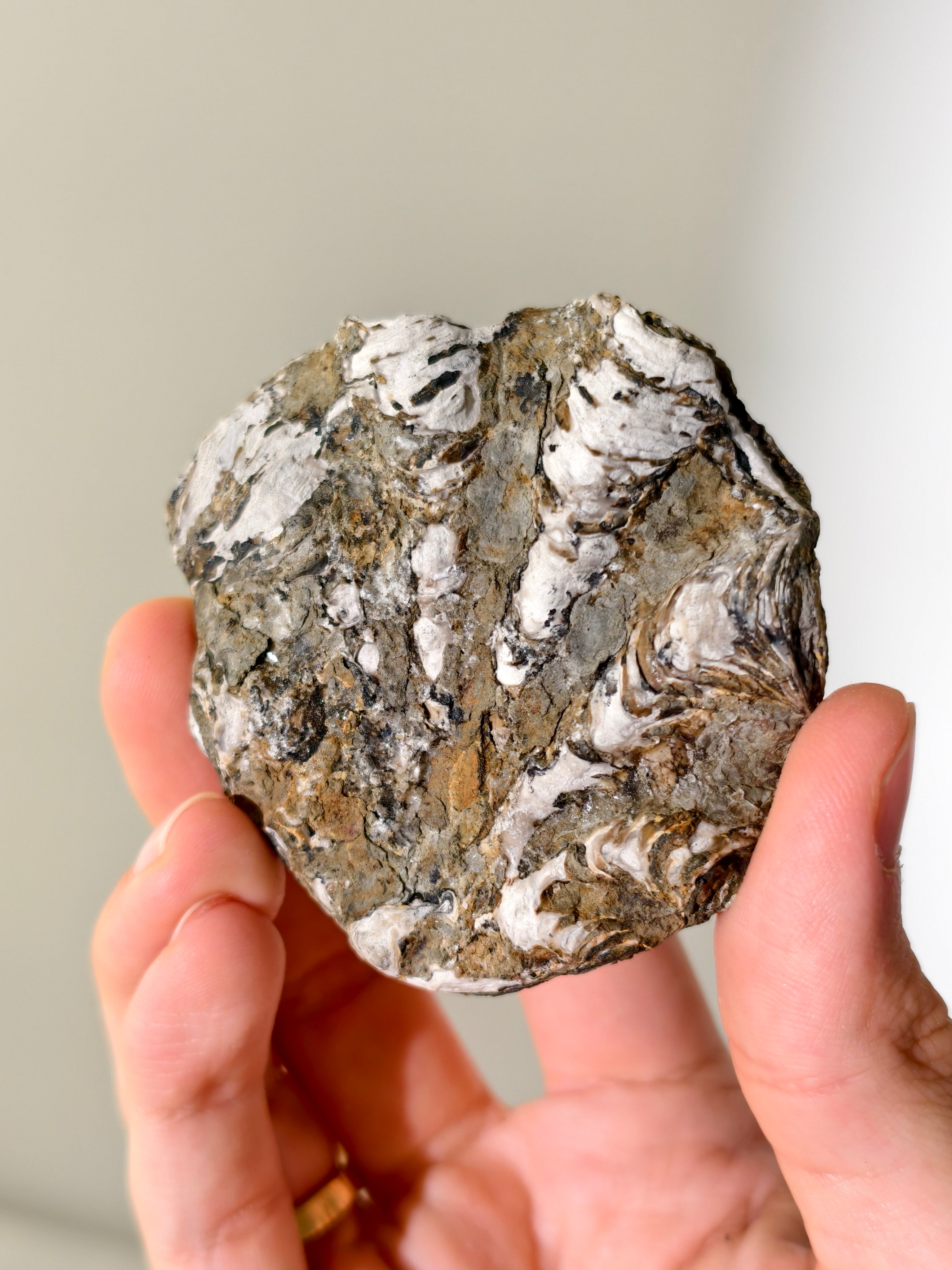 Fossile Riff-Auster Nicaisolopha nicasei aus Peru 77 Mio. Jahre