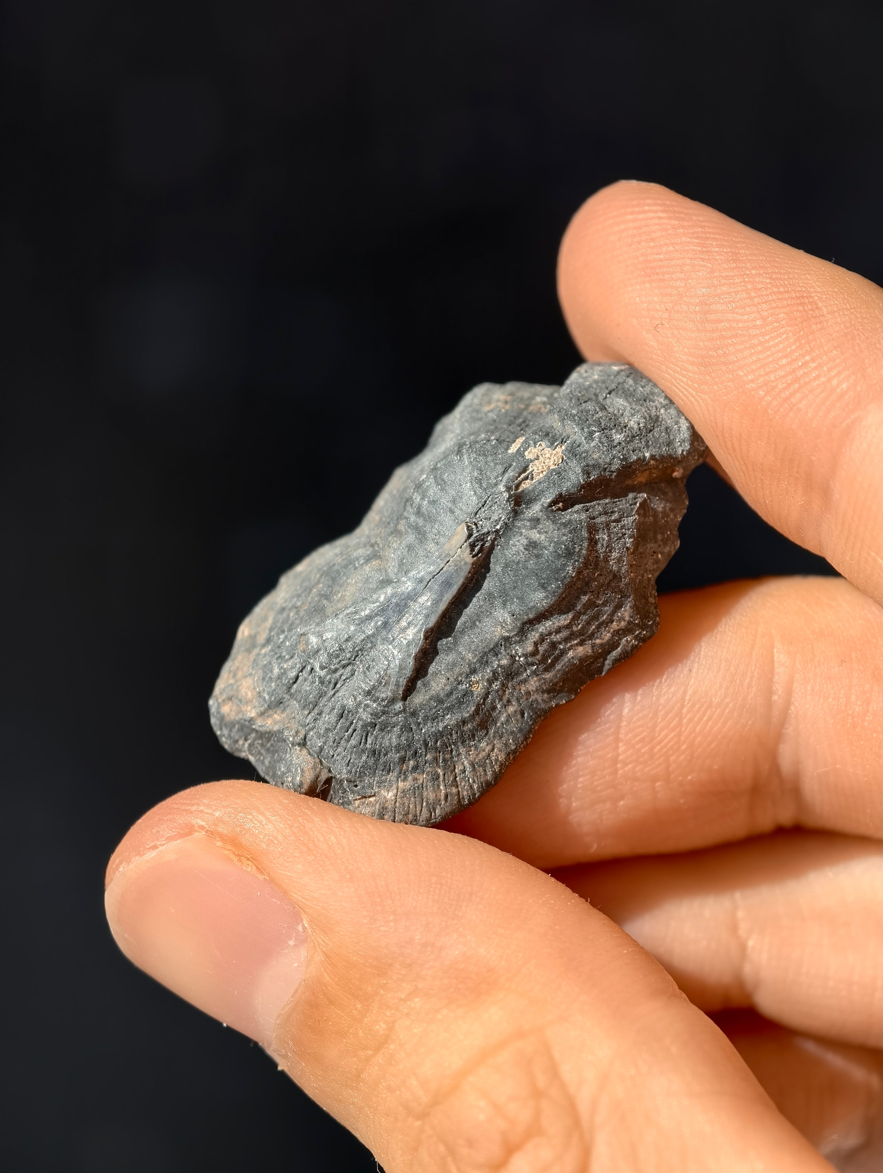 Fossile Rochen-Hautschuppen aus den USA 8 Mio. Jahre