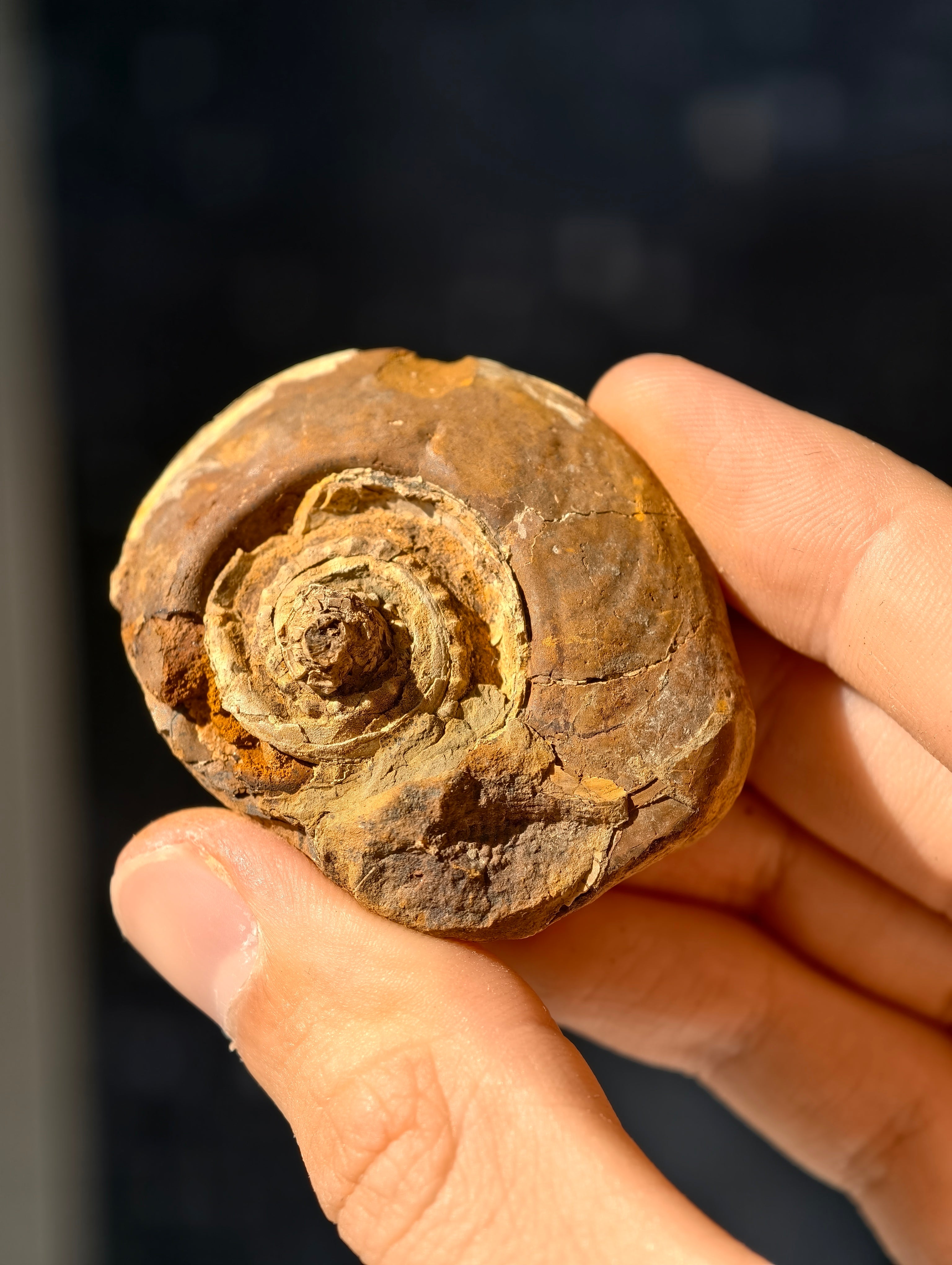 Uralte fossile Schnecke Trepospira sp. aus den USA 300 Mio. Jahre