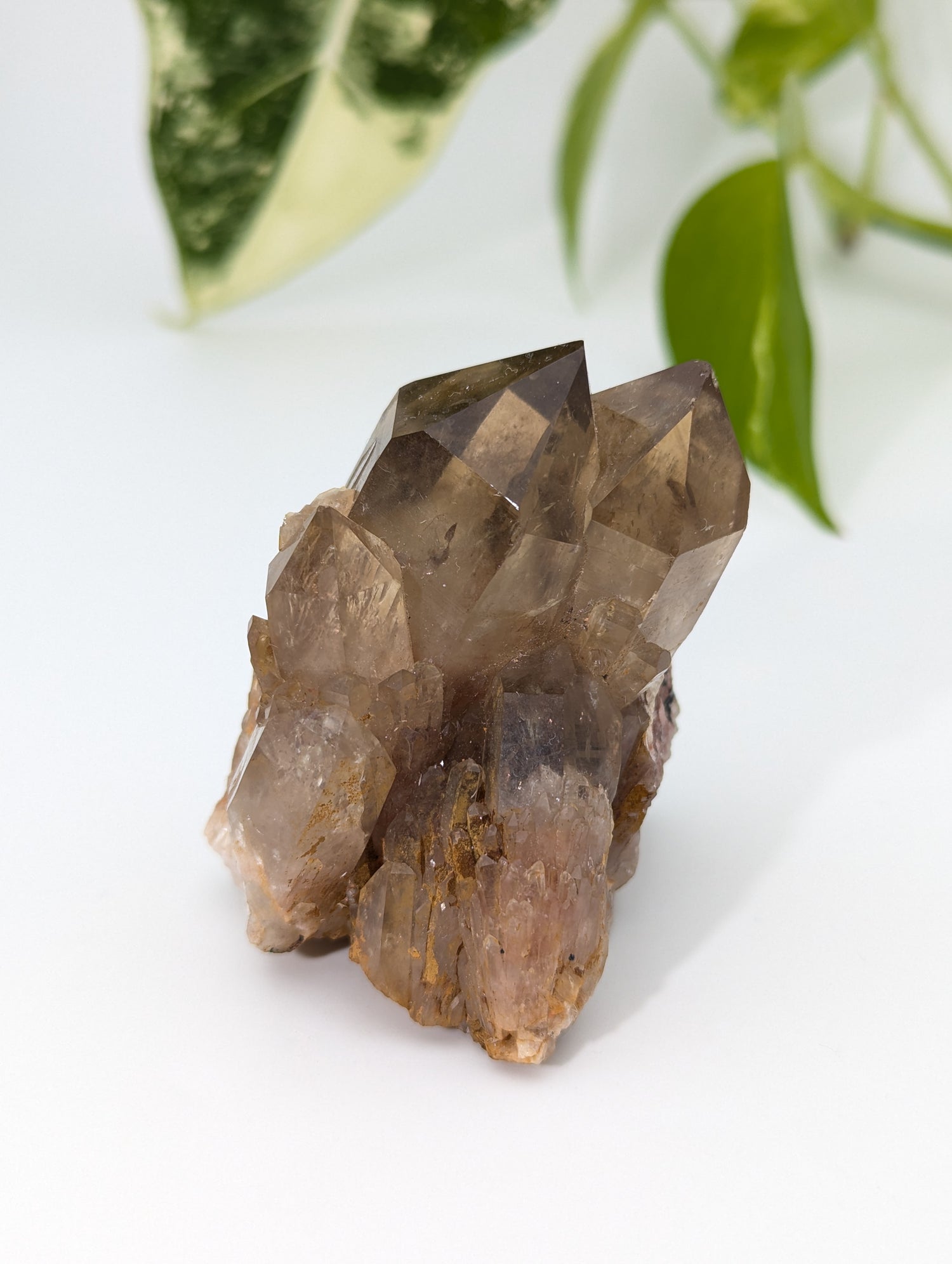 Kundalini Citrin selbst stehend