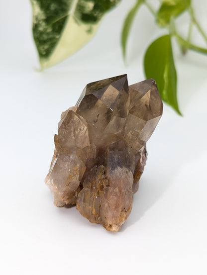 Kundalini Citrin selbst stehend