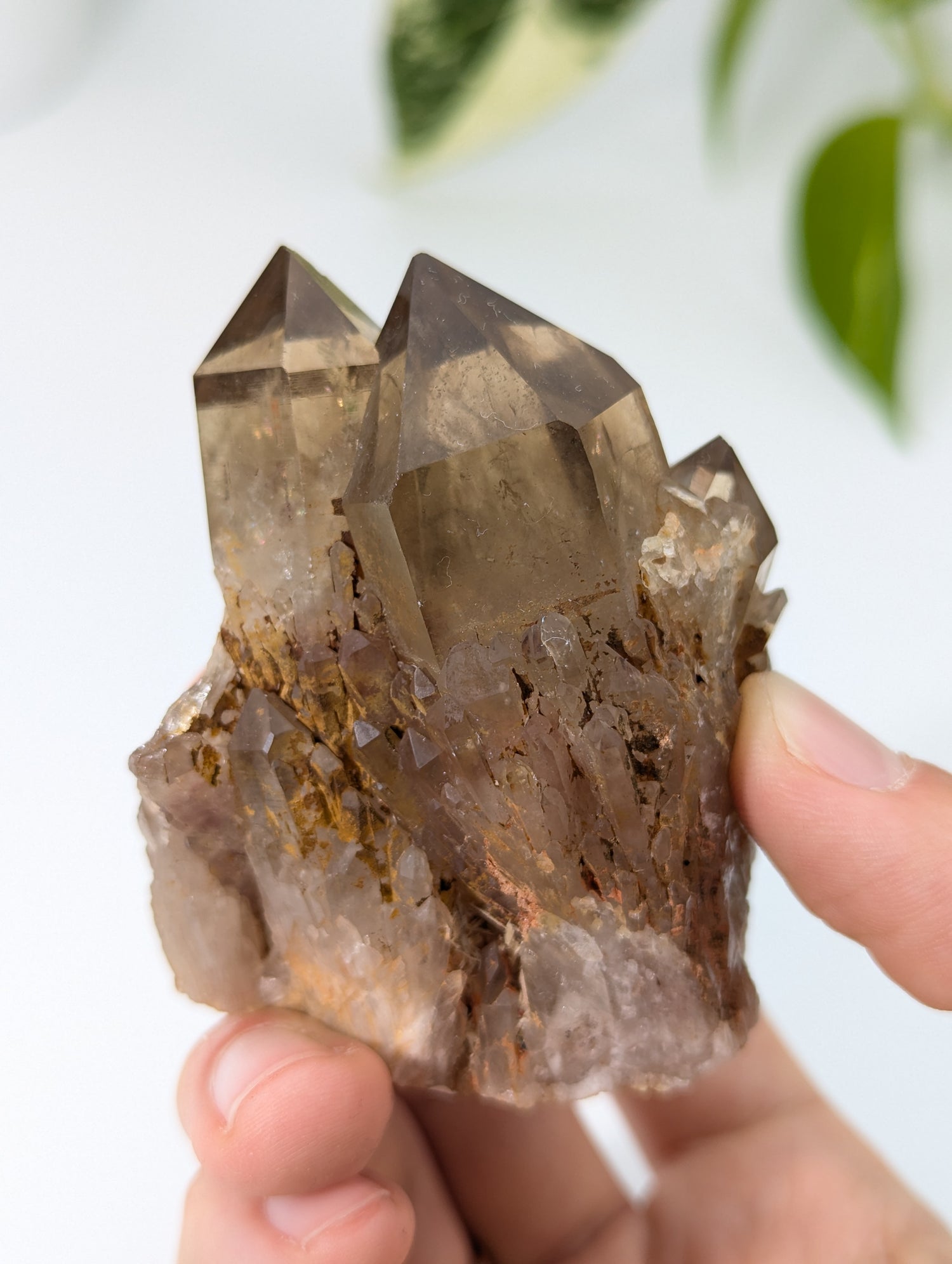 Kundalini Citrin selbst stehend