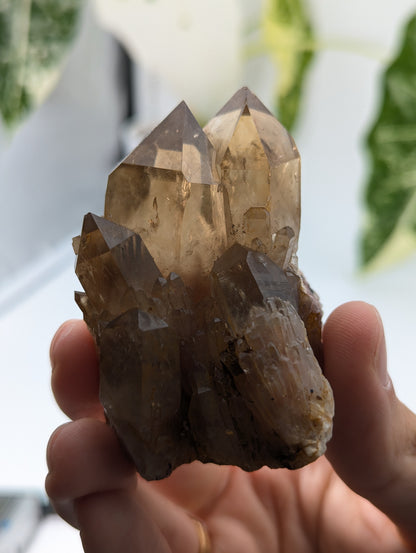 Kundalini Citrin selbst stehend