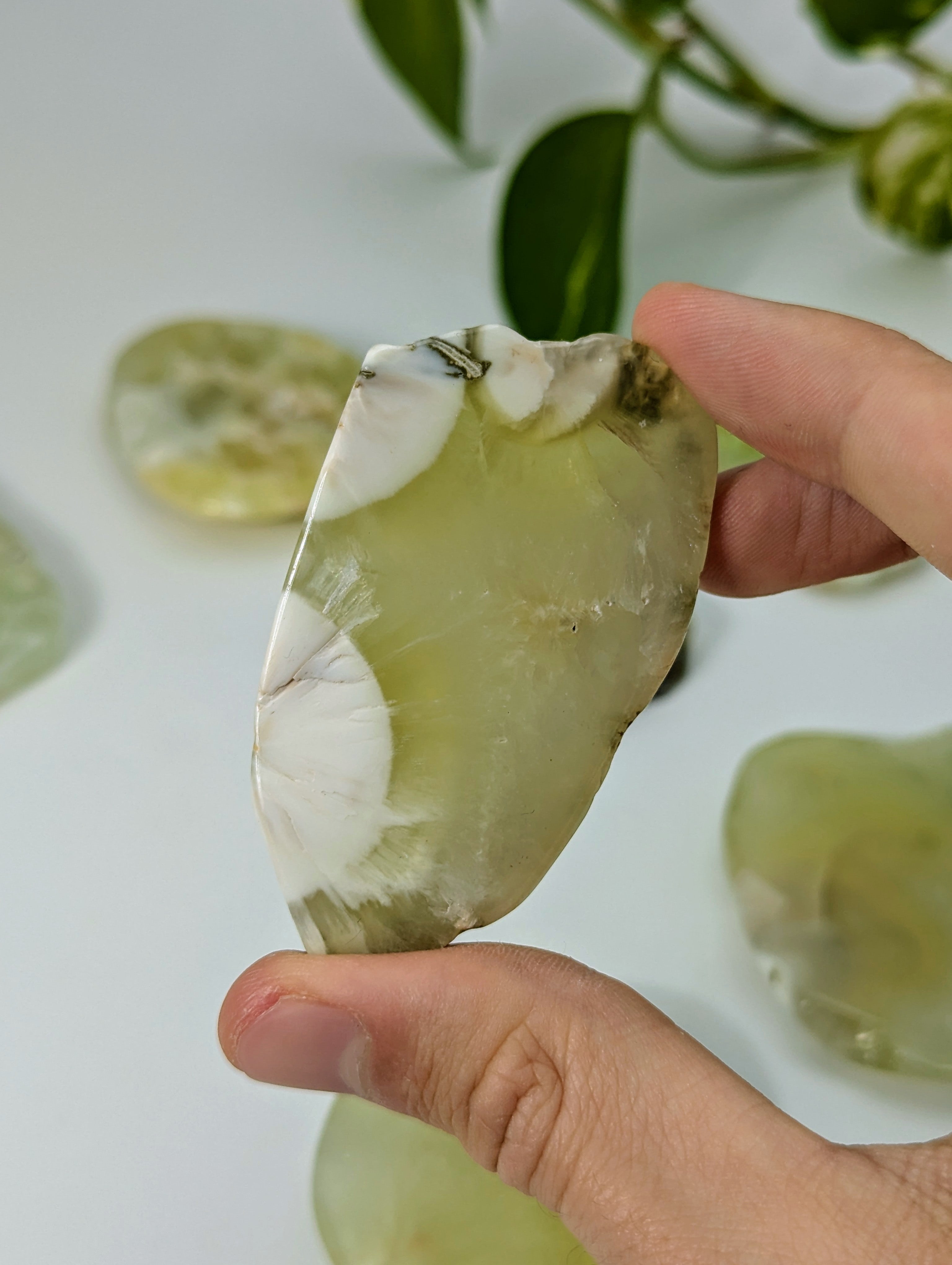 polierte Prehnit Scheiben aus Australien