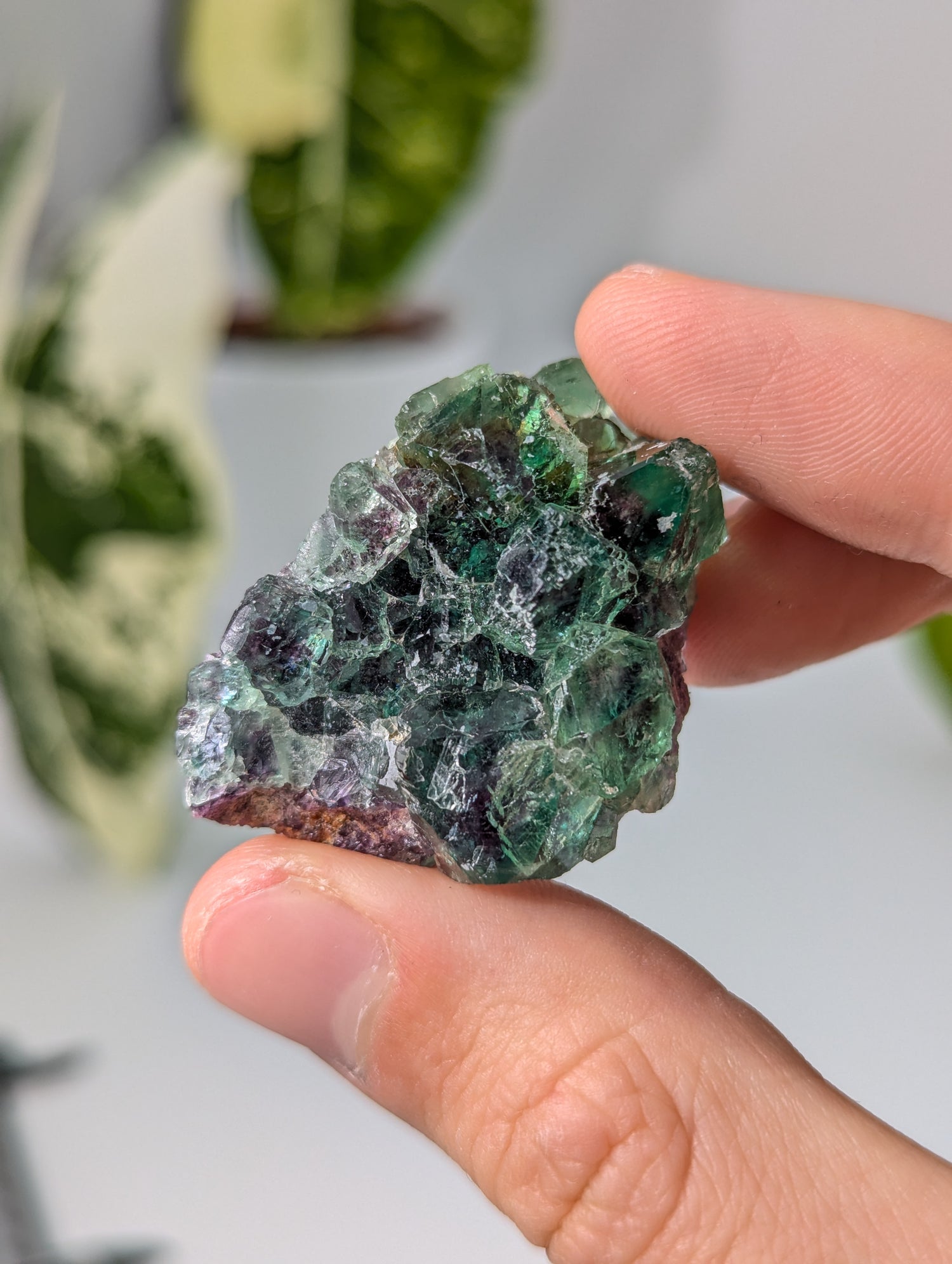 Okorusu Fluorit grün/lila aus Namibia