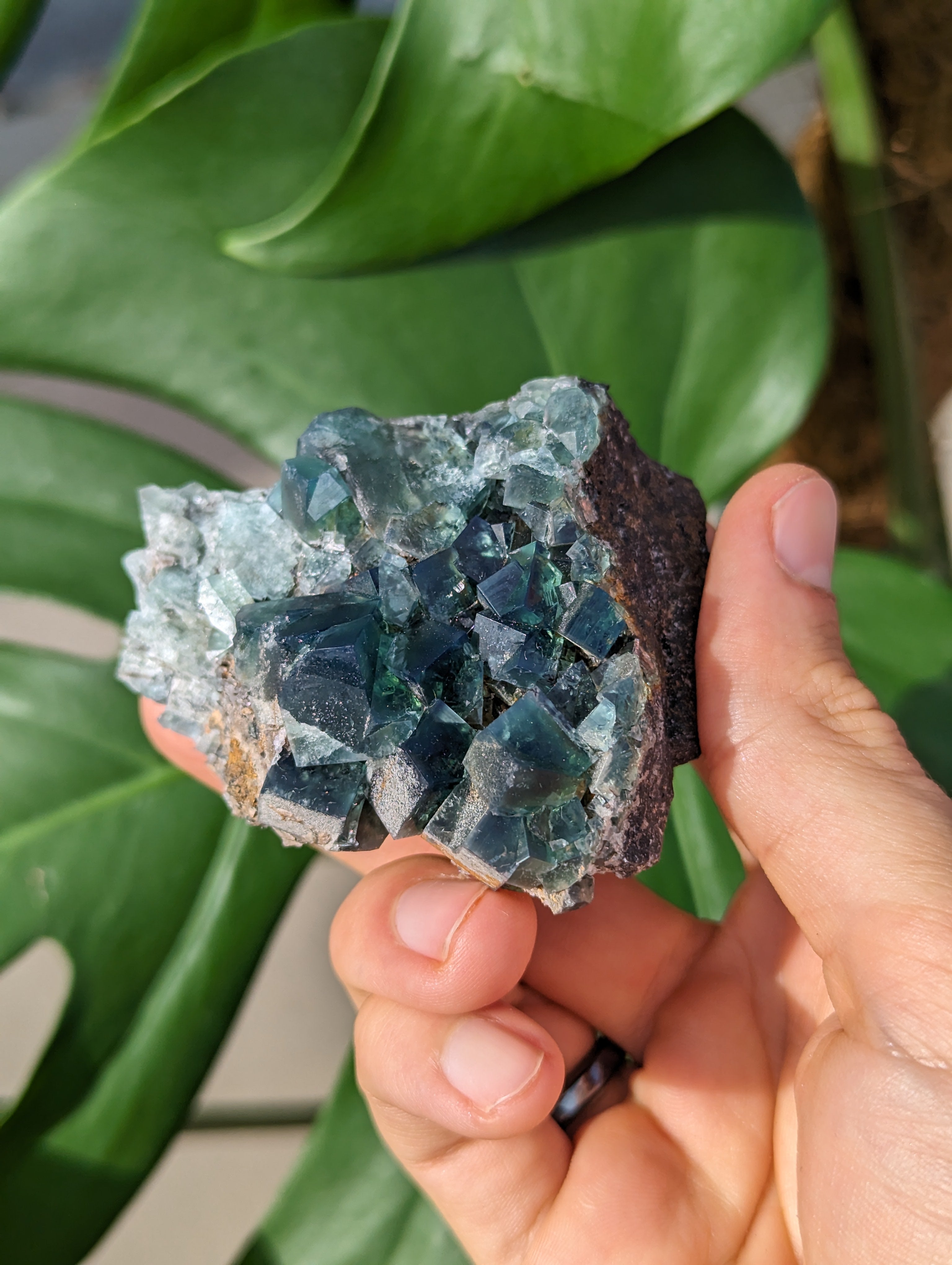 Fluorit 50 Year Pocket