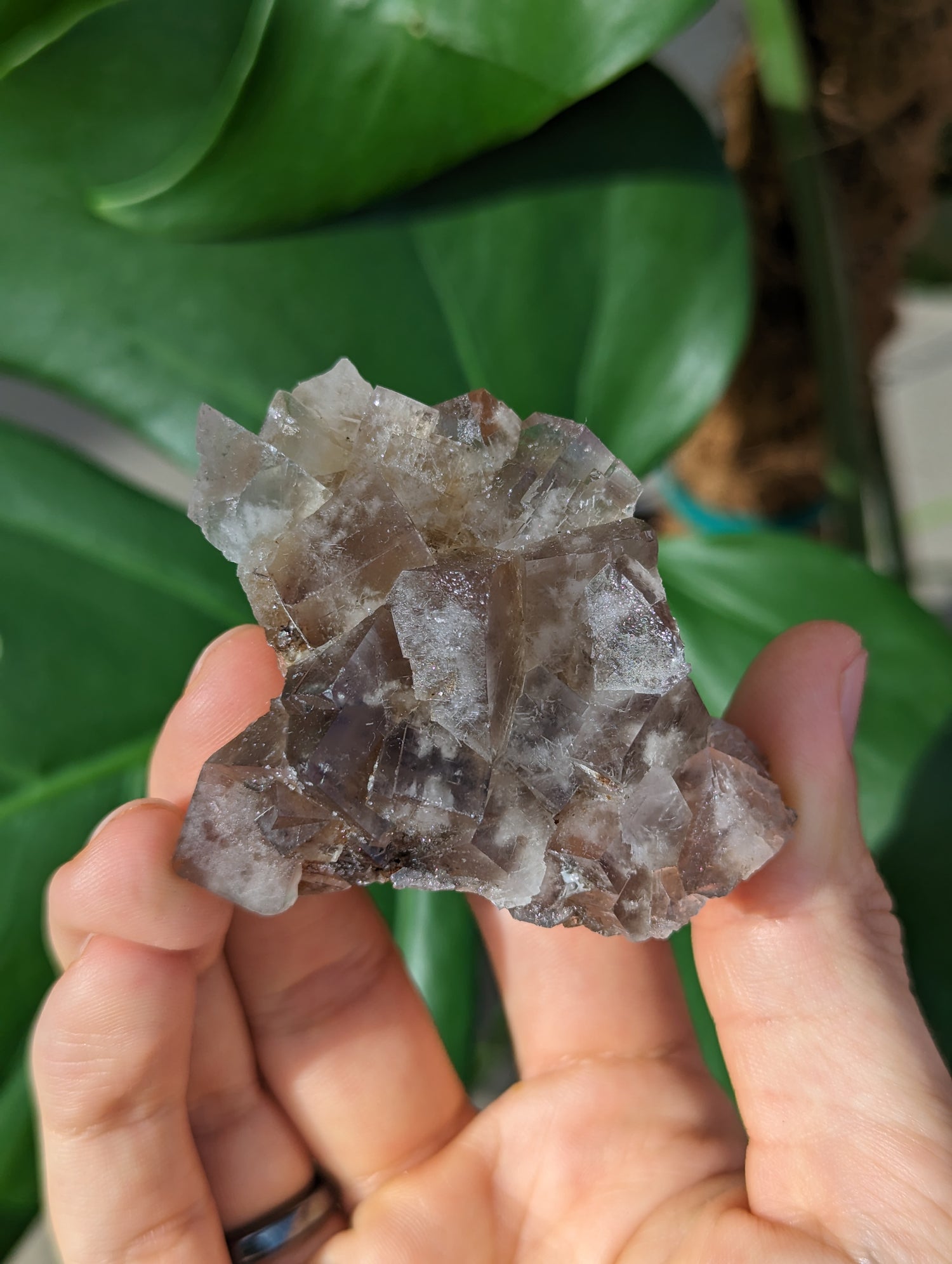 Fluorit Harvest Pocket, Lady Annabella Miene I