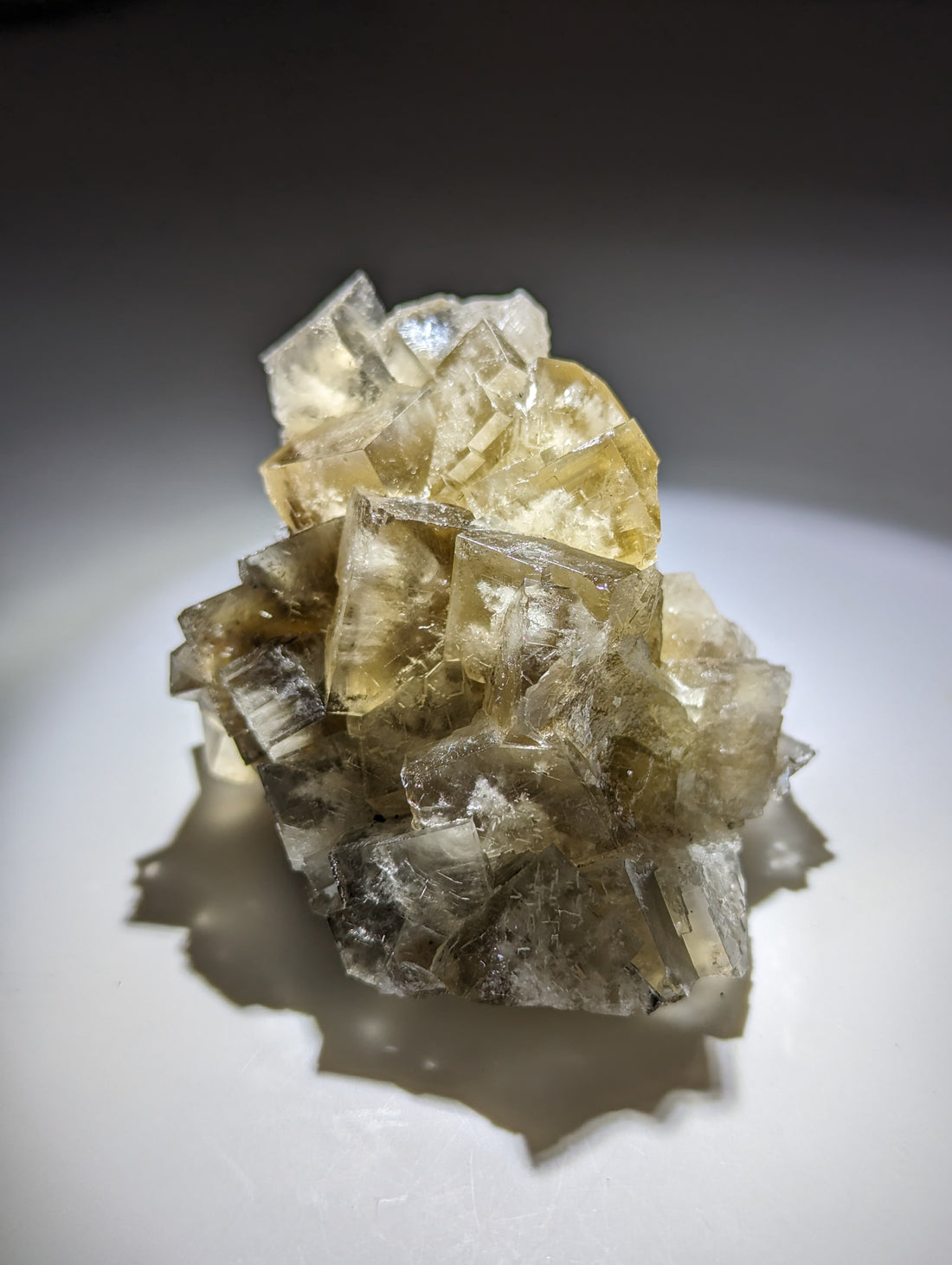 Fluorit Harvest Pocket, Lady Annabella Miene I