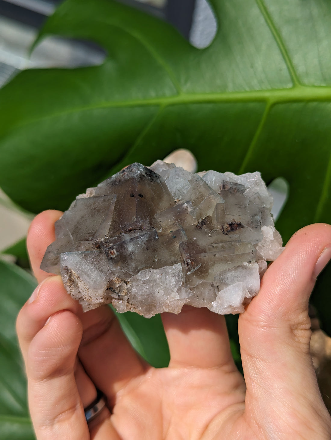 Fluorit Poison Ivy Pocket, Lady Annabella Miene