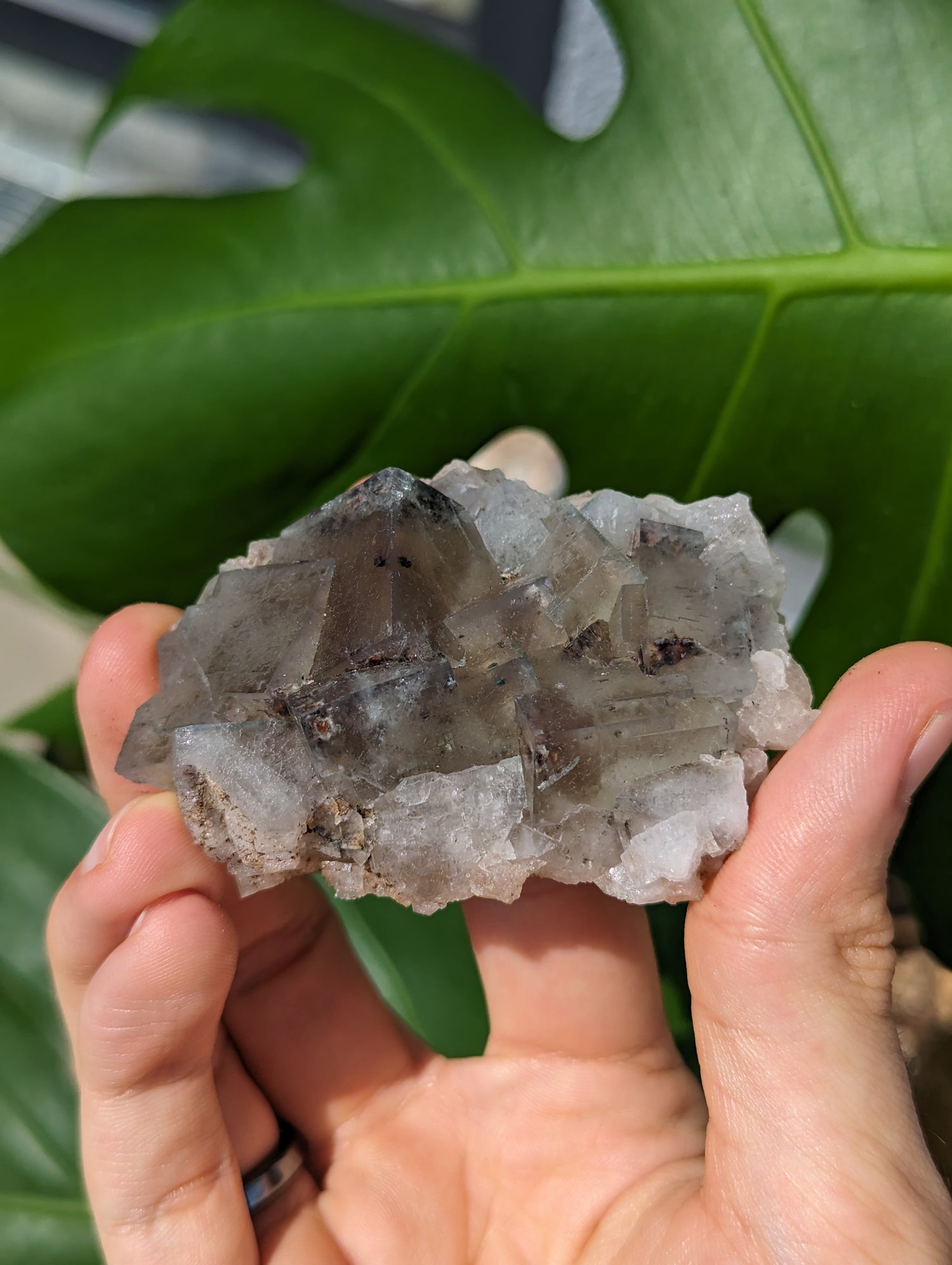 Fluorit Poison Ivy Pocket, Lady Annabella Miene