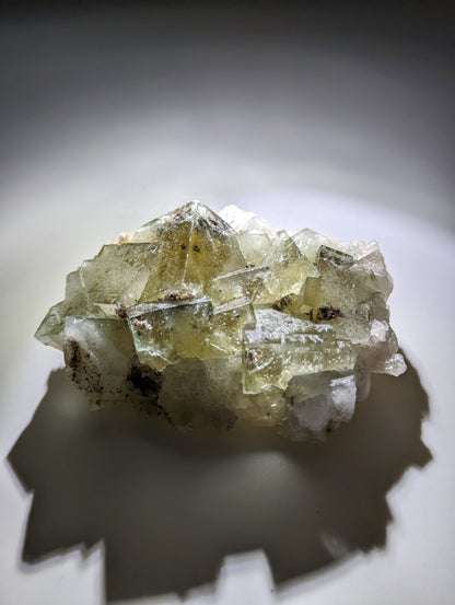 Fluorit Poison Ivy Pocket, Lady Annabella Miene