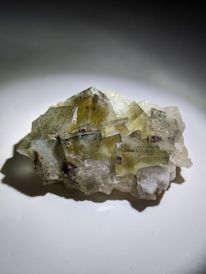 Fluorit Poison Ivy Pocket, Lady Annabella Miene