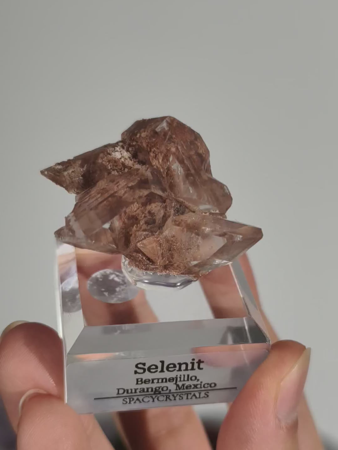 Glasklarer Durango Selenit (Gips) Kristall auf Matrix