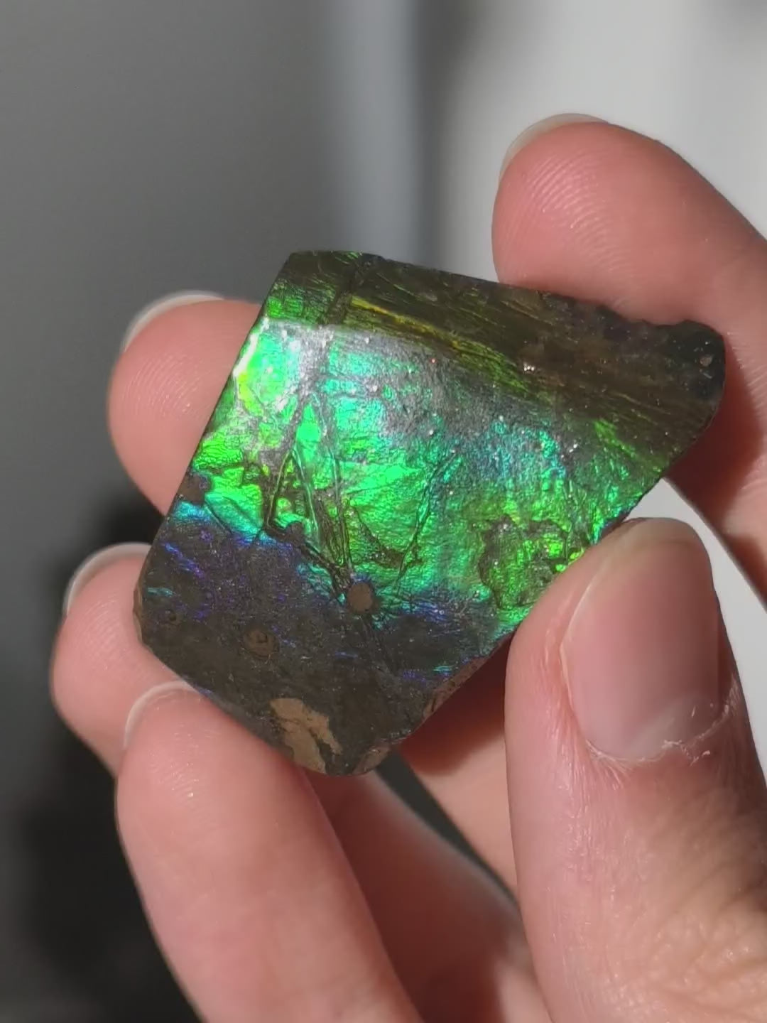 Ammolit Stück aus Kanada