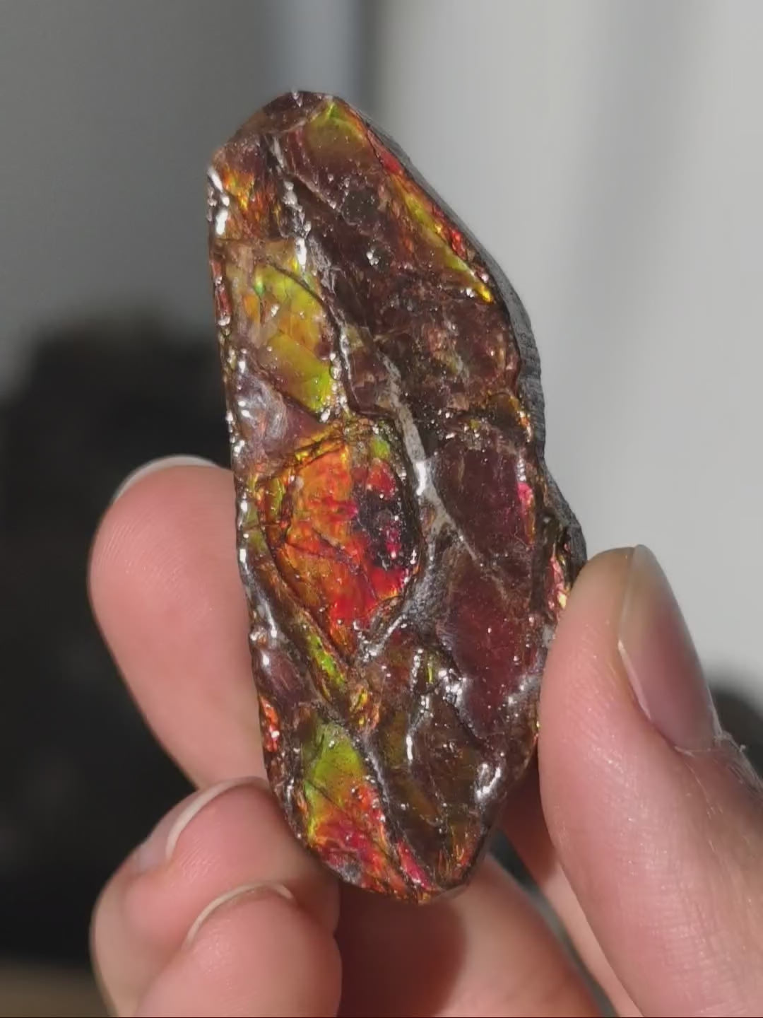 Ammolit Stück aus Kanada