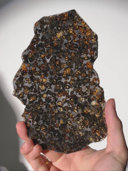XL Serchio Meteorit Pallasit Scheibe mit Ständer ☄️
