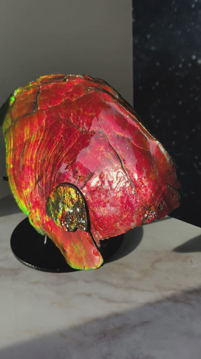 XXL Ammolit Ammonit aus Kanada AA-Qualität (Collector&