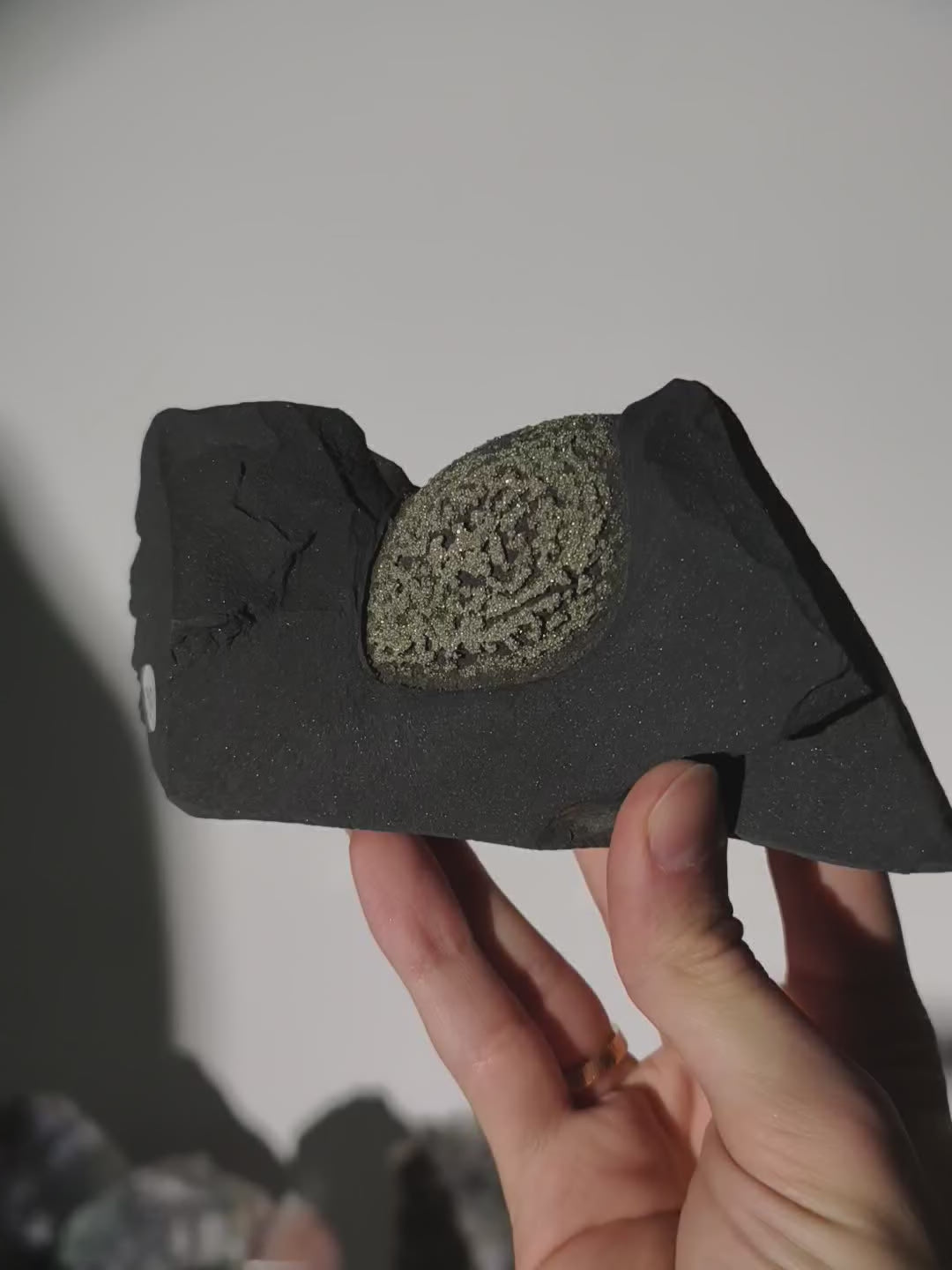 Pyrit Konkretion Kugel in Schiefer Matrix