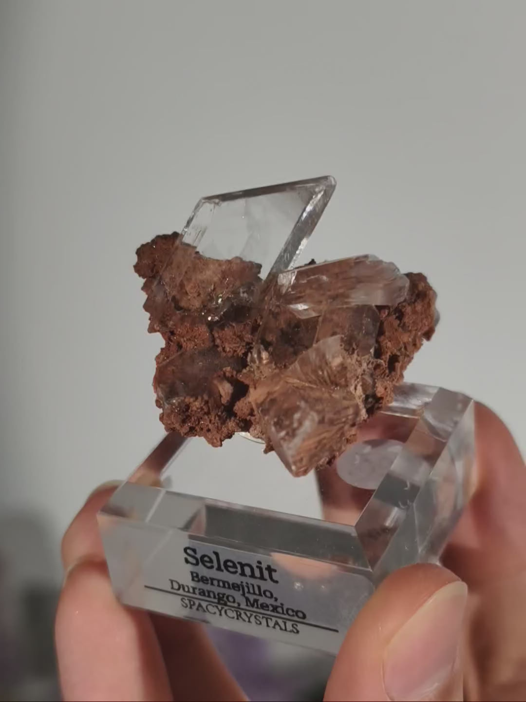 Glasklarer Durango Selenit (Gips) Kristall auf Matrix