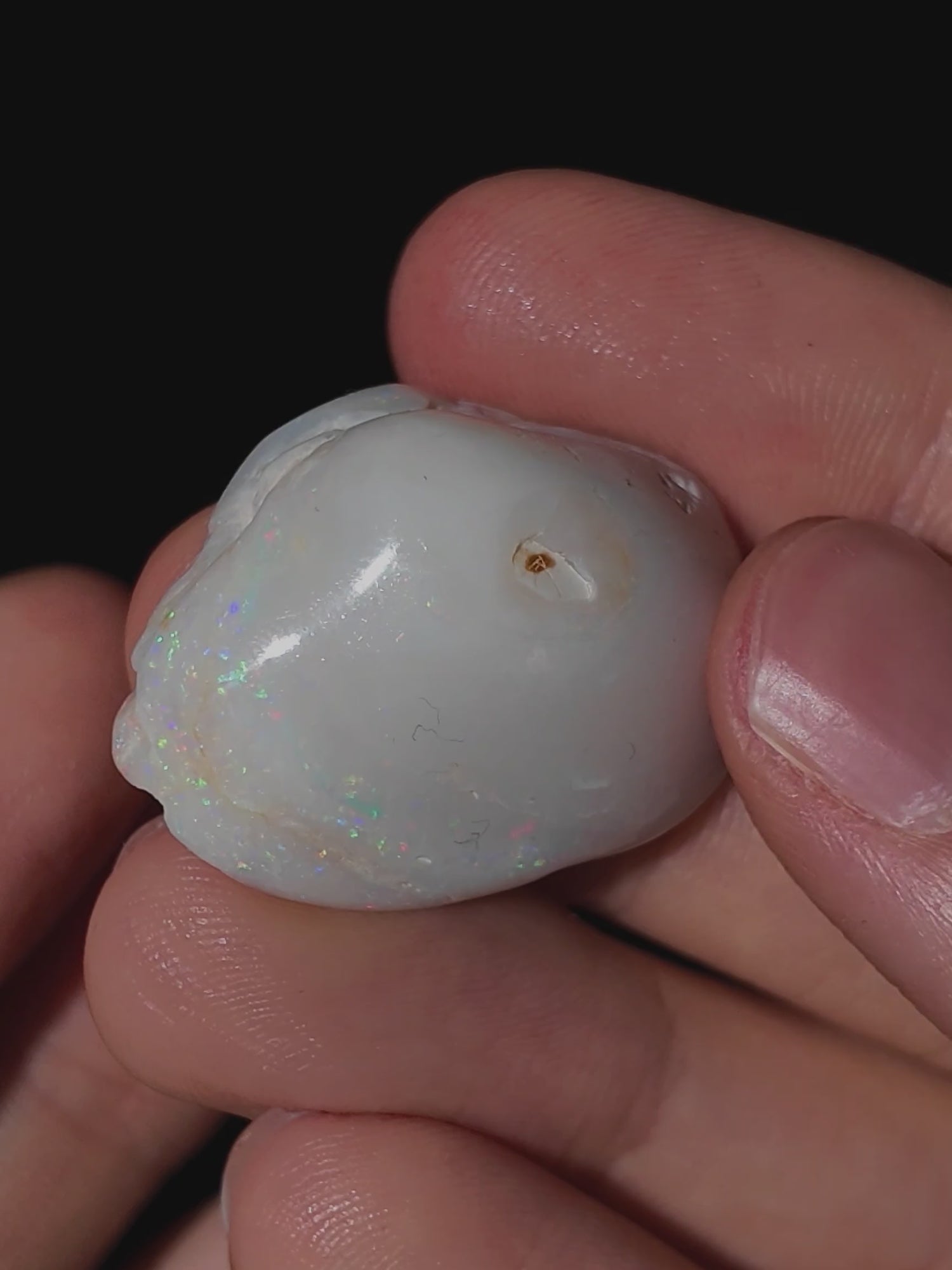 Opalisierte Muschel aus Australien (schöne Form)