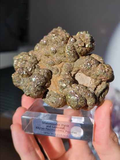 Irisierender Pyrit auf Limonit 🌈