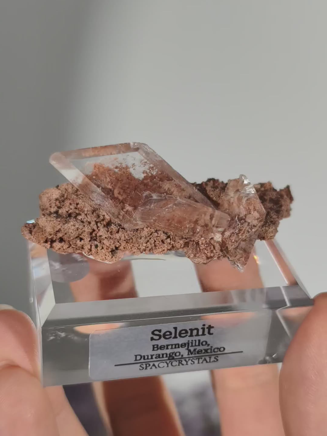 Glasklarer Durango Selenit (Gips) Kristall auf Matrix