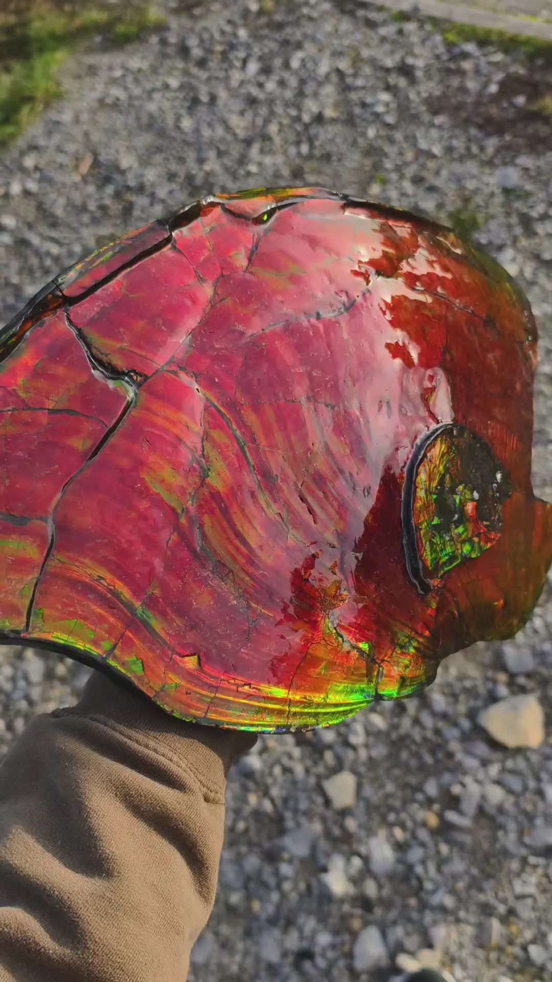 XXL Ammolit Ammonit aus Kanada AA-Qualität (Collector&