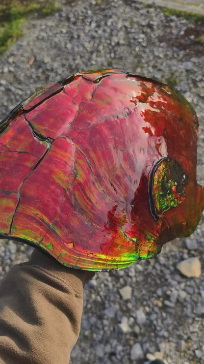 XXL Ammolit Ammonit aus Kanada AA-Qualität (Collector&