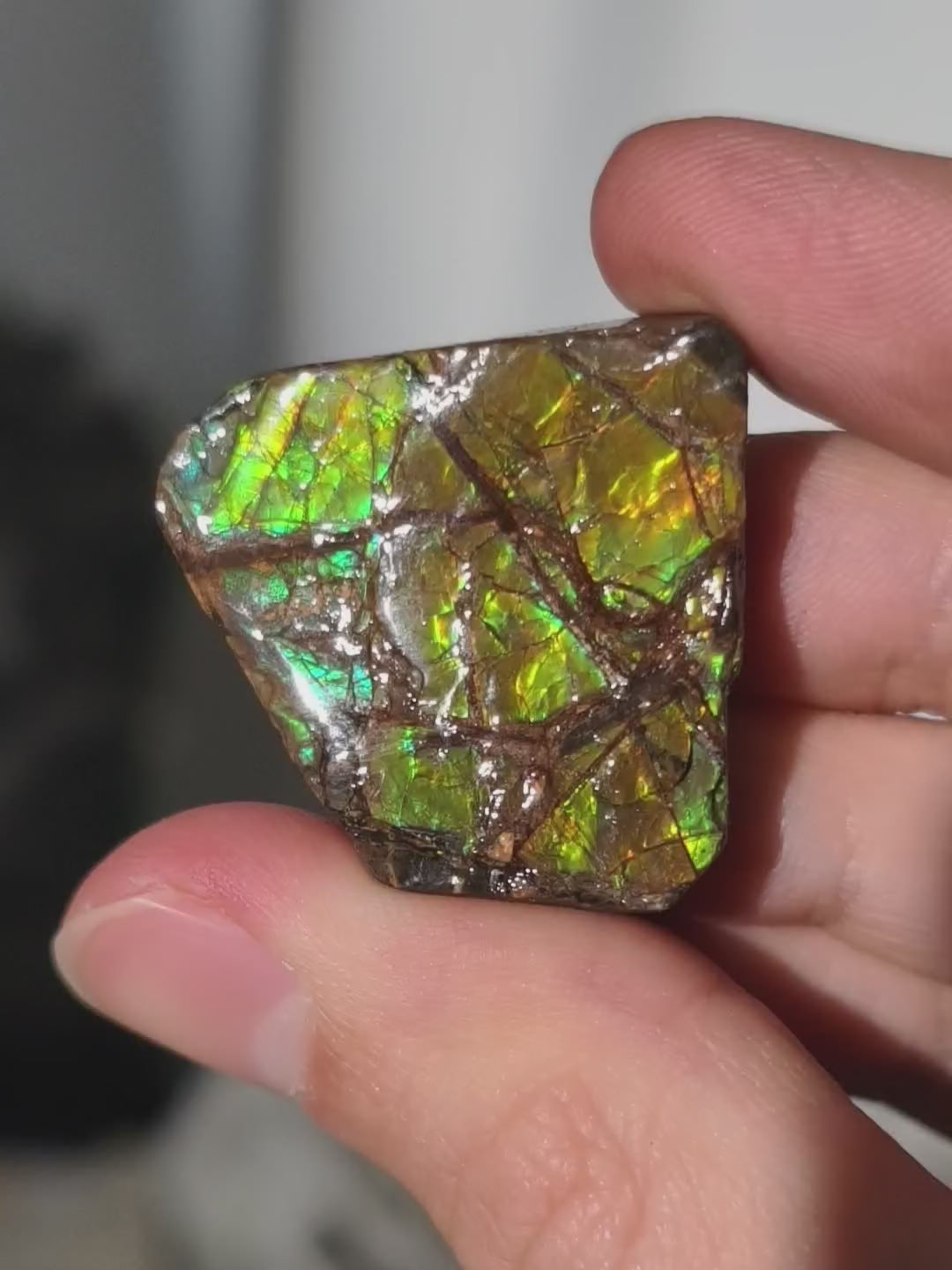 Ammolit Stück aus Kanada