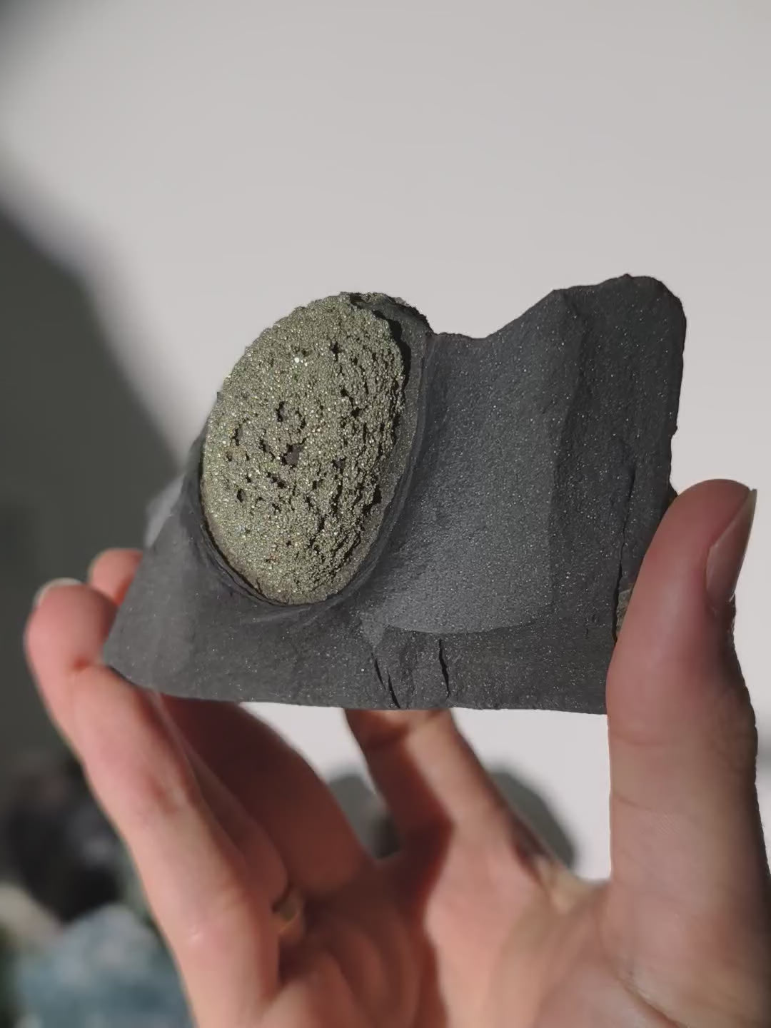 Pyrit Konkretion Kugel in Schiefer Matrix