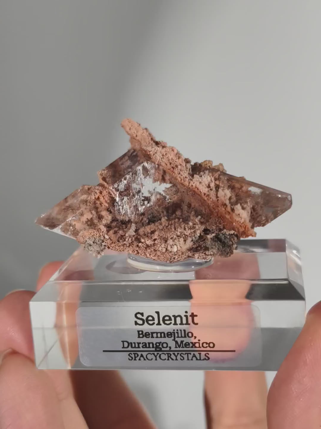 Glasklarer Durango Selenit (Gips) Kristall auf Matrix