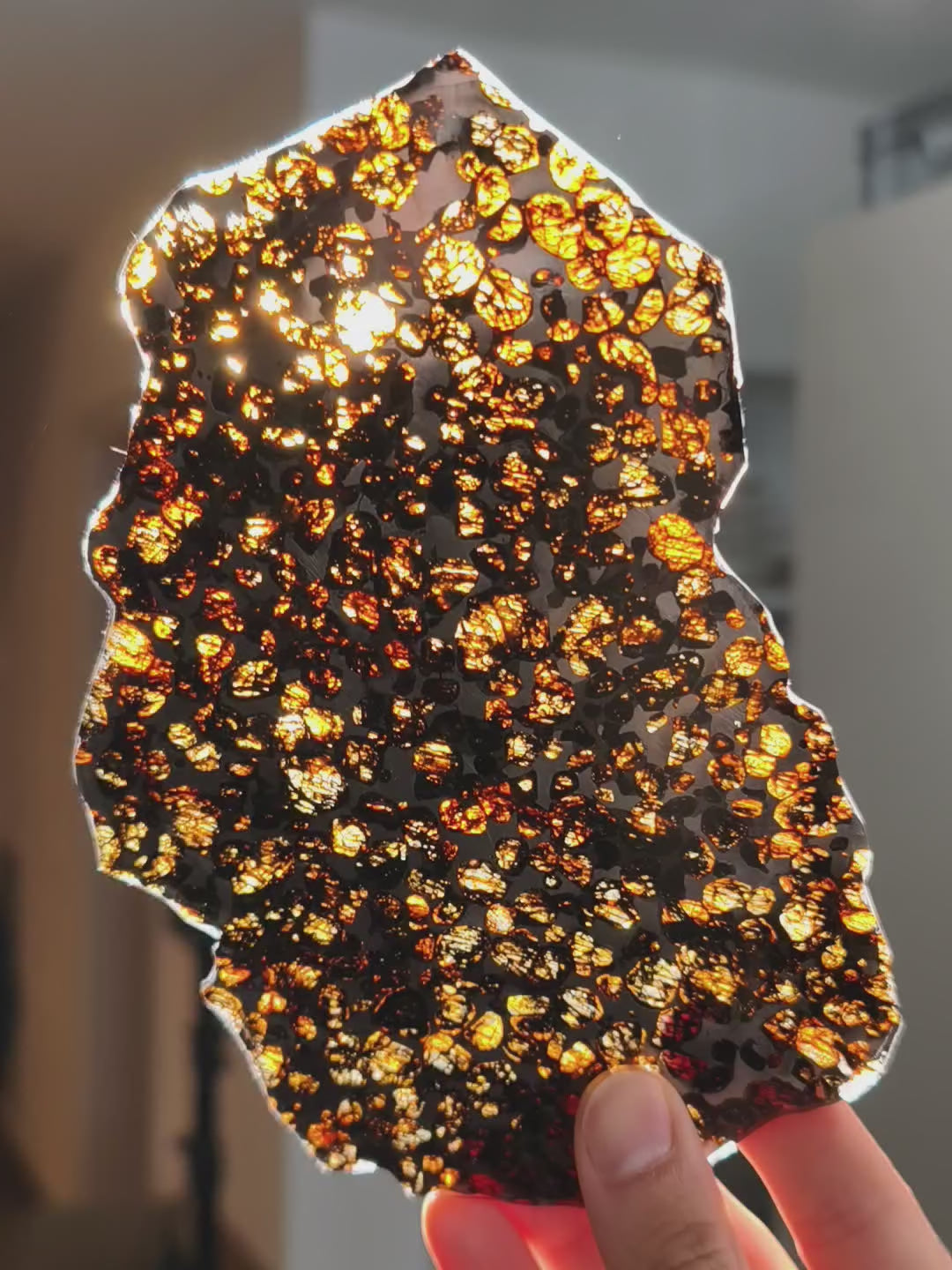 XL Serchio Meteorit Pallasit Scheibe mit Ständer ☄️