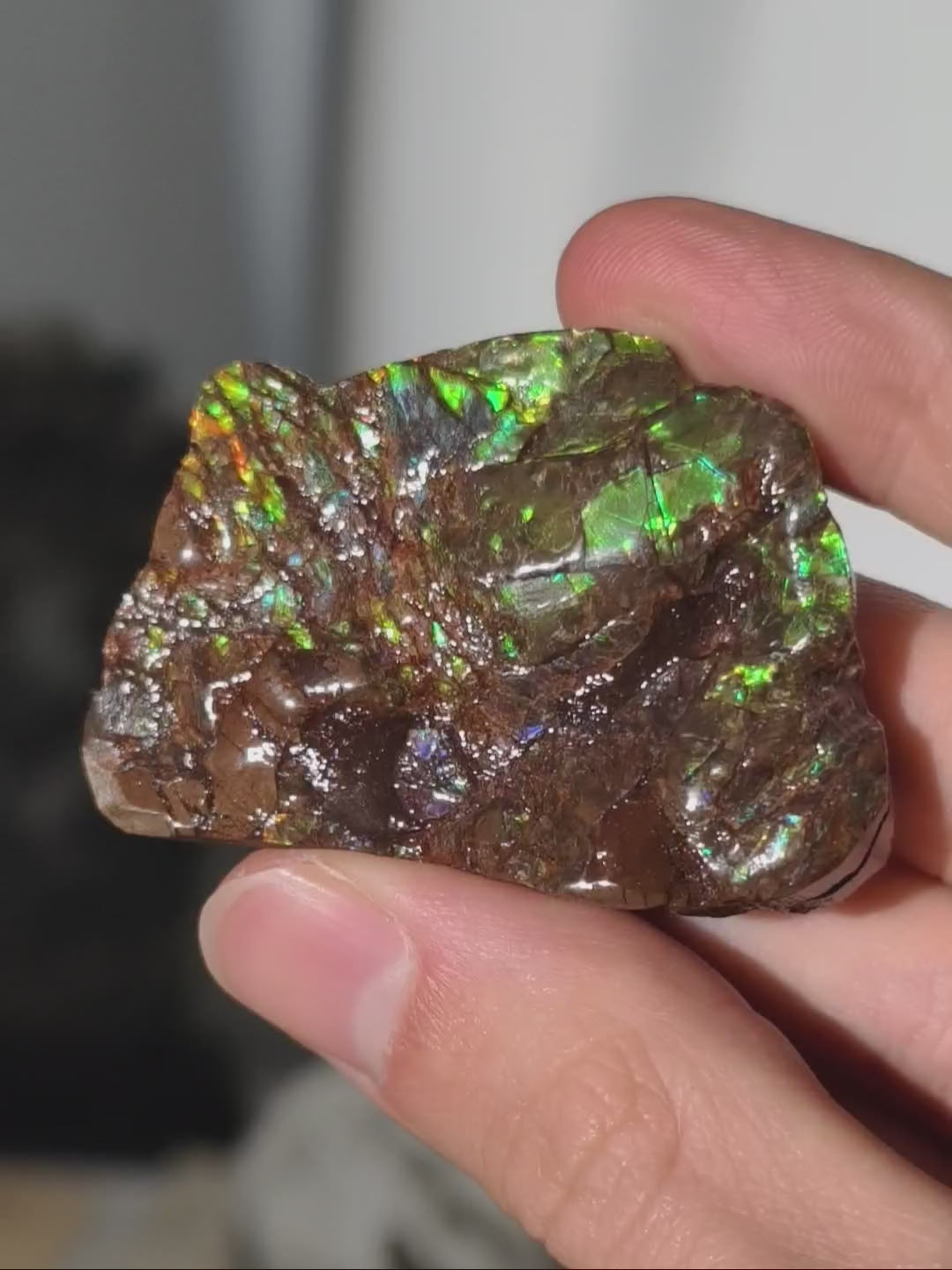 Ammolit Stück aus Kanada