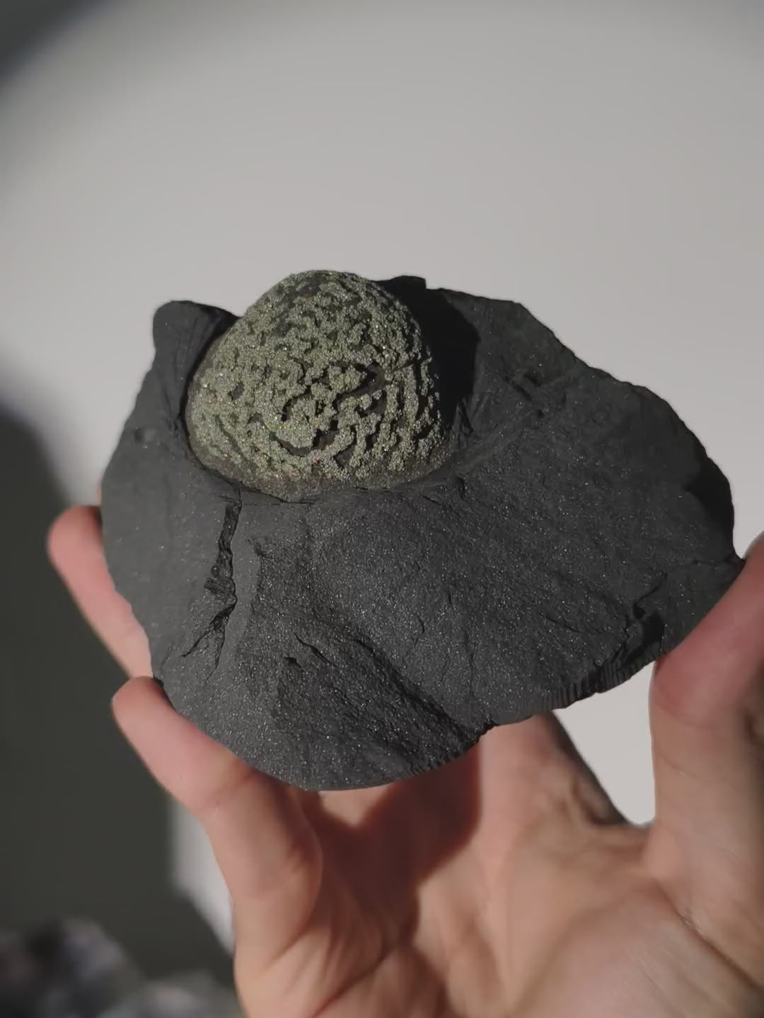 Pyrit Konkretion Kugel in Schiefer Matrix