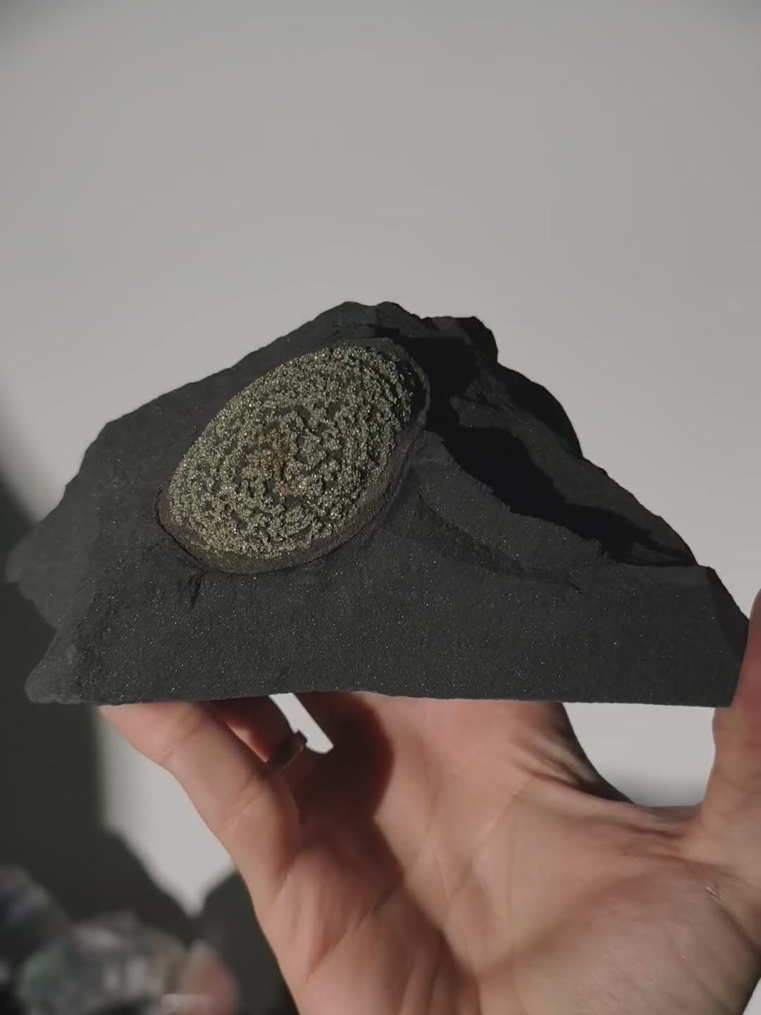 Pyrit Konkretion Kugel in Schiefer Matrix