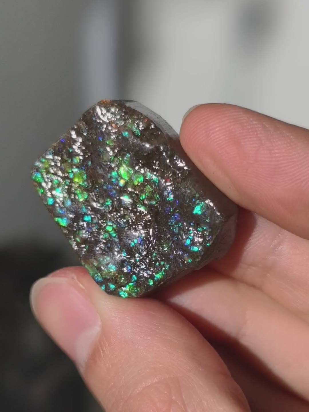 Ammolit Stück aus Kanada