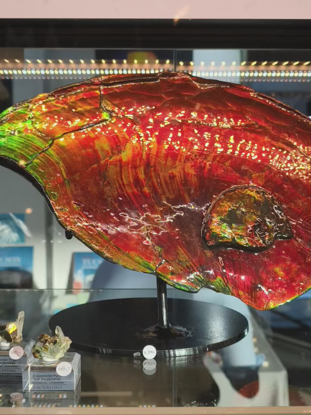 XXL Ammolit Ammonit aus Kanada AA-Qualität (Collector&