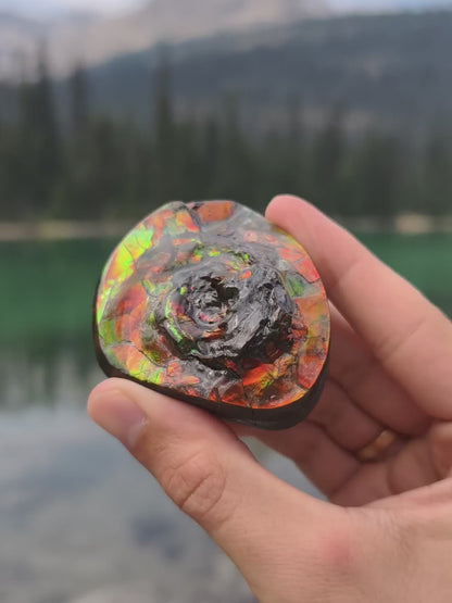 Ammolit Freiform aus Kanada Mittelstück (Spirale)