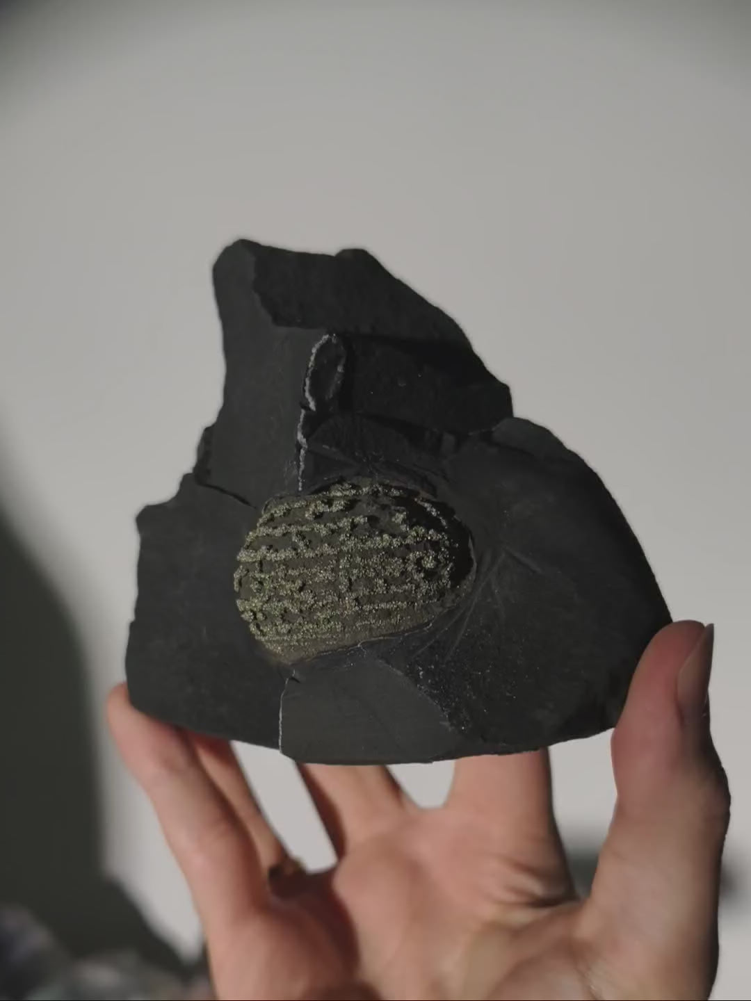 Pyrit Konkretion Kugel in Schiefer Matrix