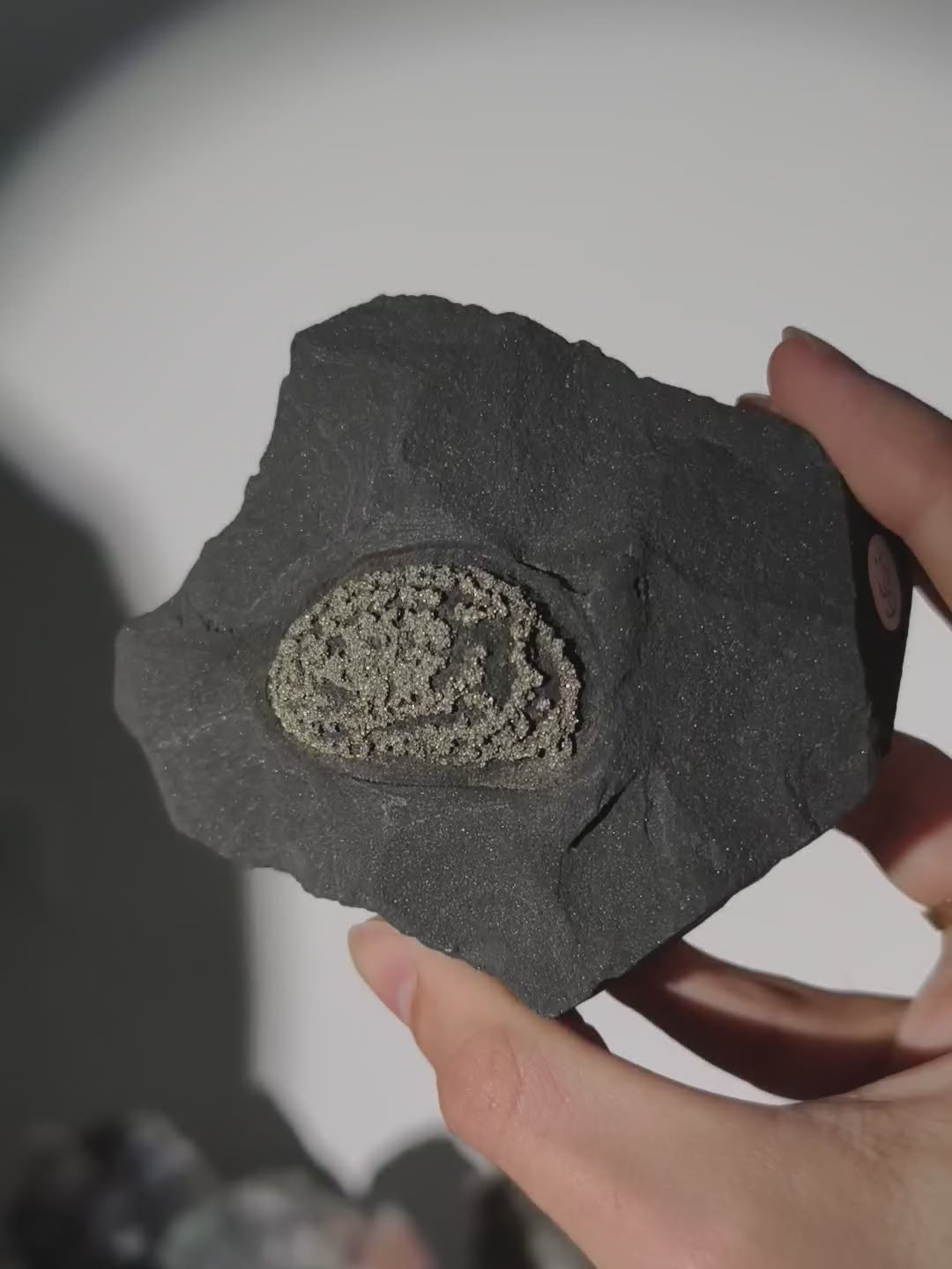 Pyrit Konkretion Kugel in Schiefer Matrix