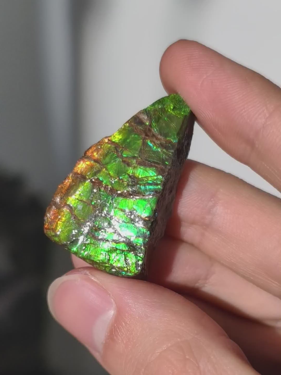 Ammolit Stück aus Kanada