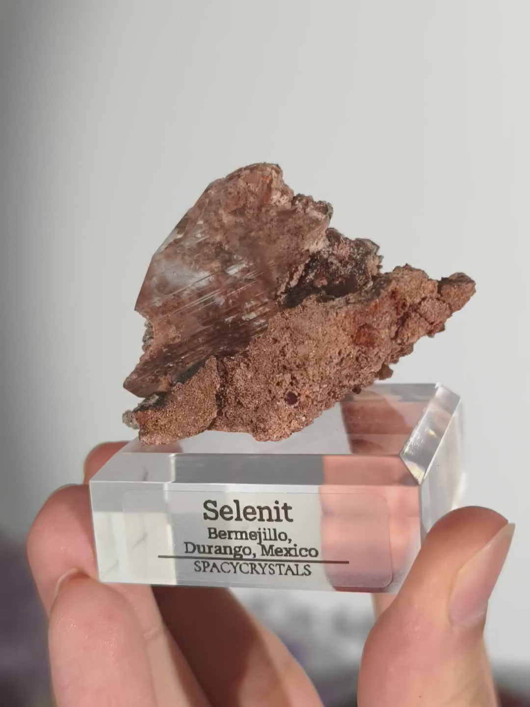 Glasklarer Durango Selenit (Gips) Kristall auf Matrix