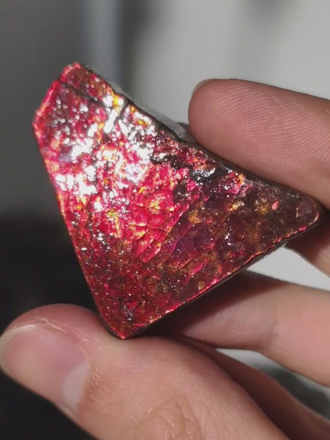 Ammolit Stück aus Kanada