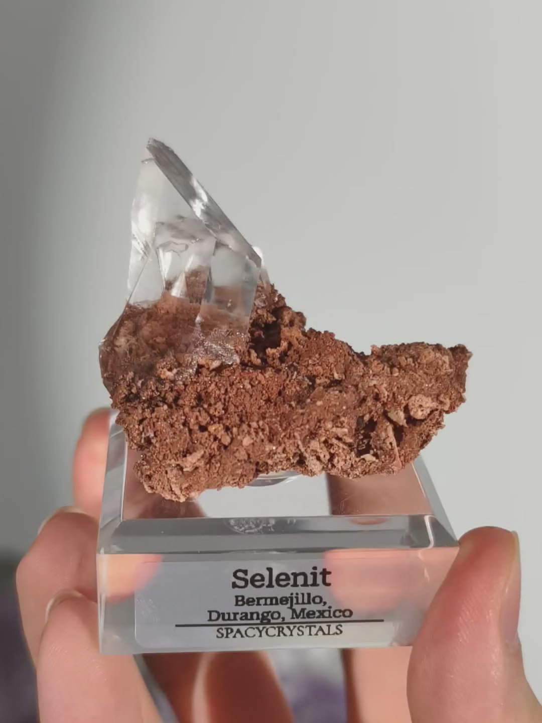 Glasklarer Durango Selenit (Gips) Kristall auf Matrix