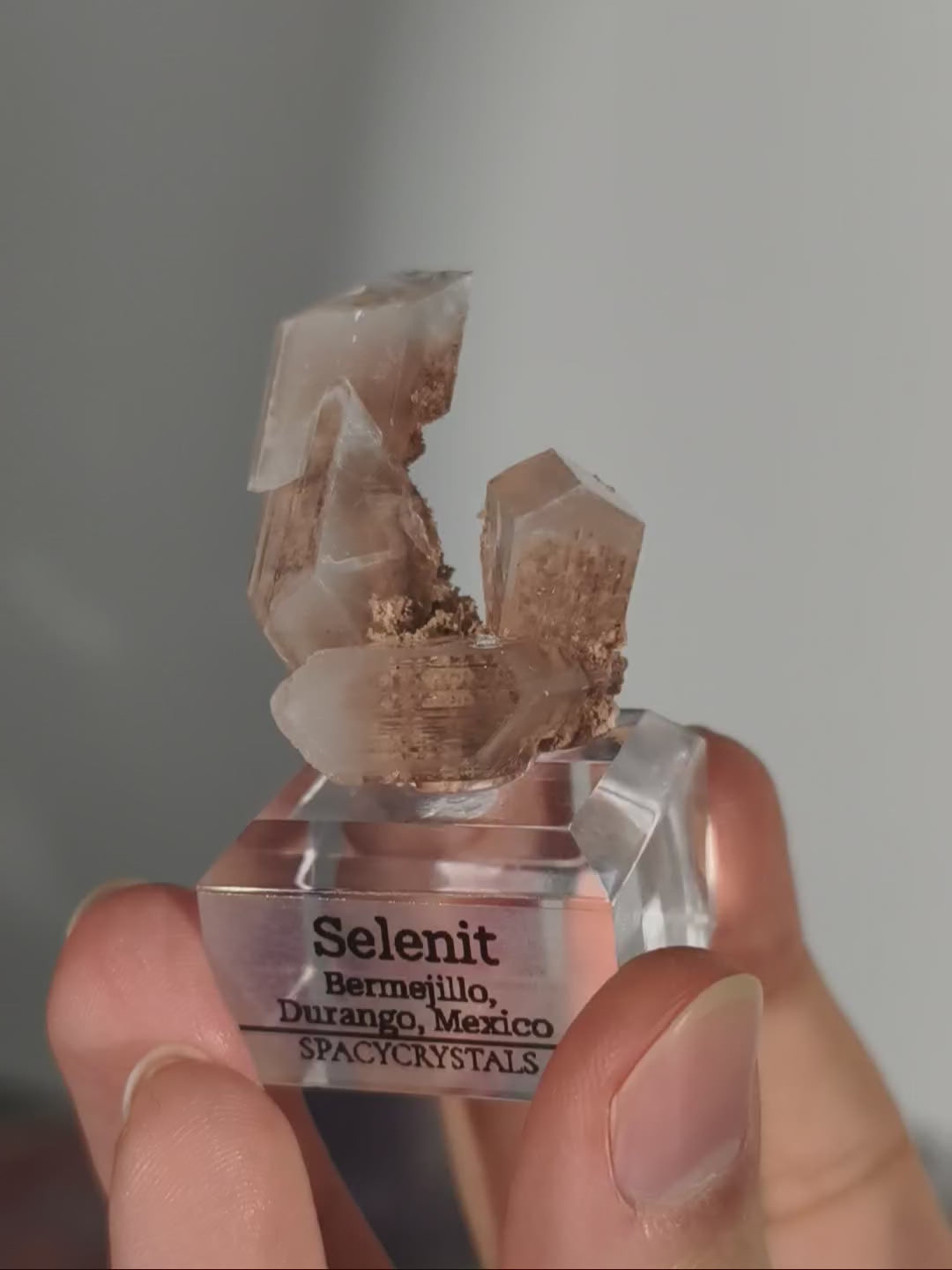 Glasklarer Durango Selenit (Gips) Kristall auf Matrix